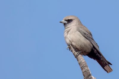 Black-faced Woodswallow - Zwartteugelspitsvogel - Langrayen gris
