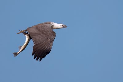 White-bellied Sea Eagle - Witbuikzeearend - Pygargue blagre