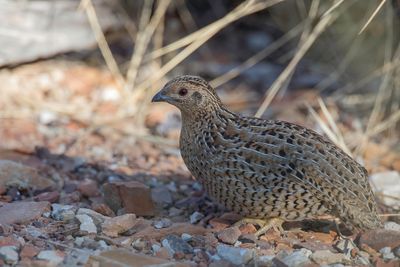 Brown Quail - Bruine Kwartel - Caille tasmane