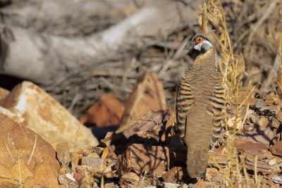 Spinifex Pigeon - Spinifexduif - Colombine plumifère