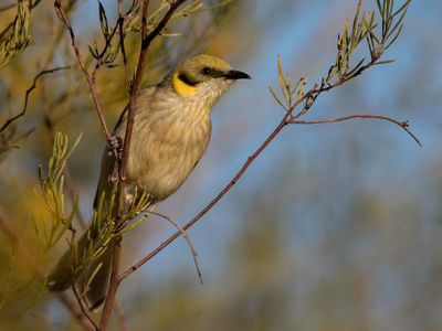 Grey-fronted Honeyeater - Groenkaphoningeter - Méliphage à plumet noir