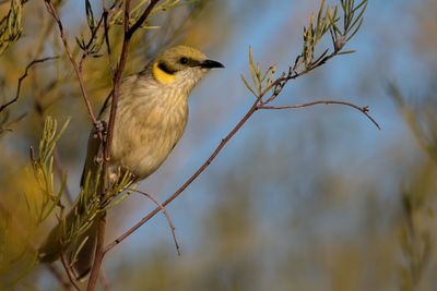 Grey-fronted Honeyeater - Groenkaphoningeter - Méliphage à plumet noir