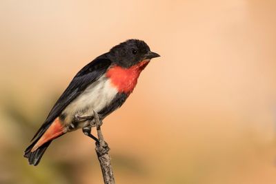 Mistletoebird - Roodstuithoningvogel - Dicée hirondelle (m)