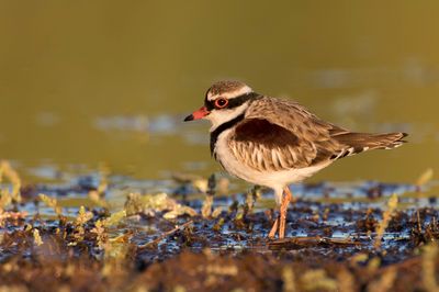 Black-fronted Dotterel - Maskerplevier - Pluvier à face noire