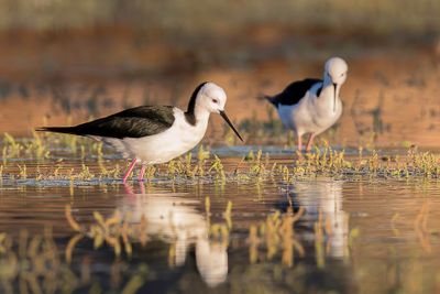 Pied Stilt - Australische Steltkluut - Échasse d'Australie
