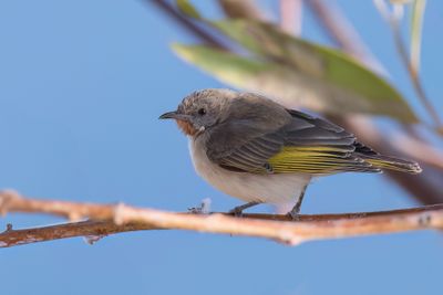 Rufous-throated Honeyeater - Roodkeelhoningeter - Méliphage à gorge rousse