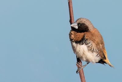 Chestnut-breasted Mannikin - Bruinborstrietvink - Capucin donacole