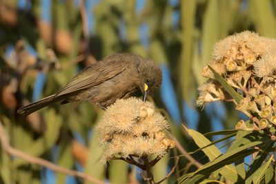 White-gaped Honeyeater - Witsnavelhoningeter - Méliphage unicolore