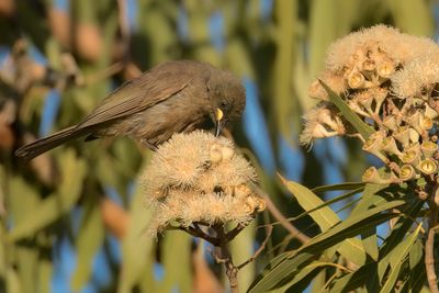 White-gaped Honeyeater - Witsnavelhoningeter - Méliphage unicolore