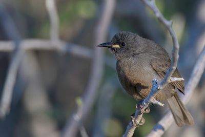 White-gaped Honeyeater - Witsnavelhoningeter - Méliphage unicolore