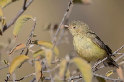 Weebill - Eucalyptushaantje - Séricorne à bec court