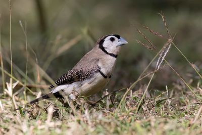 Double-barred Finch - Bichenows Astrild - Diamant de Bichenov