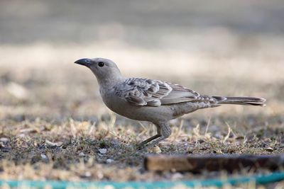 Great Bowerbird - Grijze Prieelvogel - Jardinier à nuque rose