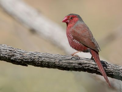 Crimson Finch - Zonastrild - Diamant phaéton (m)