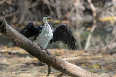 Little Pied Cormorant - Kleine Bonte Aalscholver - Cormoran pie