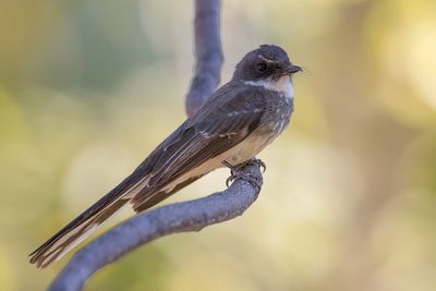 Northern Fantail - Streepborstwaaierstaart - Rhipidure à ventre chamois