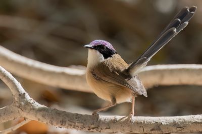 Purple-crowned Fairywren - Purperkruinelfje - Mérion couronné (m)