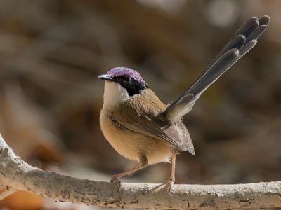 Purple-crowned Fairywren - Purperkruinelfje - Mérion couronné (m)