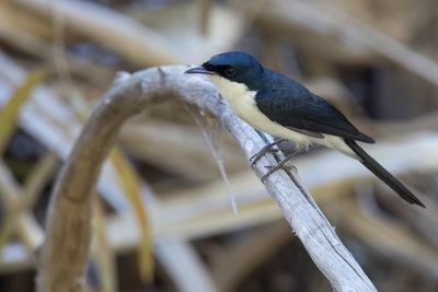 Paperbark Flycatcher - Kleine Witkeelmonarch - Monarque menu