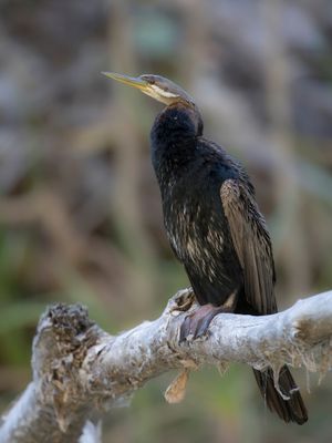 Australasian Darter - Australische Slangenhalsvogel - Anhinga d'Australie (m)