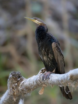 Australasian Darter - Australische Slangenhalsvogel - Anhinga d'Australie (m)