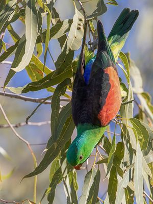 Red-winged Parrot - Roodvleugelparkiet - Perruche érythroptère (m)