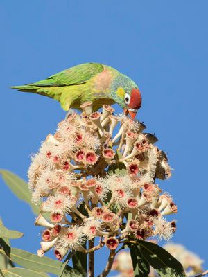 Varied Lorikeet - Veelkleurige Lori - Loriquet versicolore