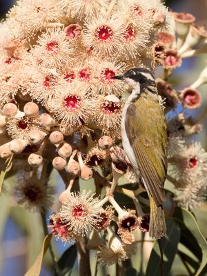 White-throated Honeyeater - Witkinhoningeter - Méliphage à menton blanc