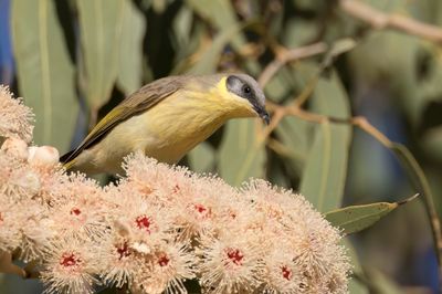 Grey-headed Honeyeater - Grijskophoningeter - Méliphage à tête grise