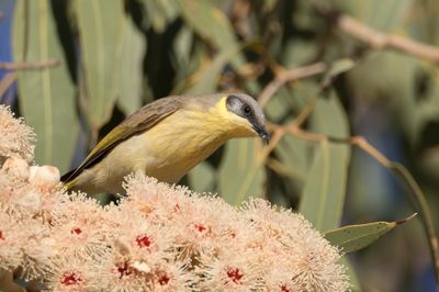 Grey-headed Honeyeater - Grijskophoningeter - Méliphage à tête grise