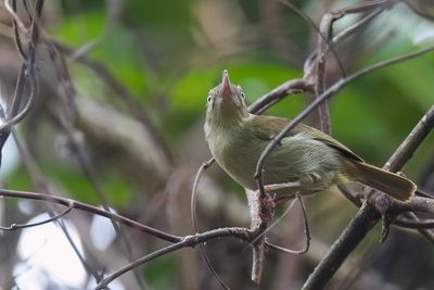 Grey Longbill - Grijze Langsnavelzanger - Nasique grise