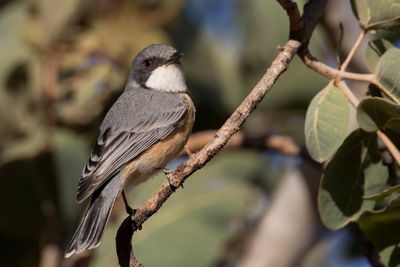 Rufous Whistler - Grijsrugfluiter - Siffleur itchong (m)