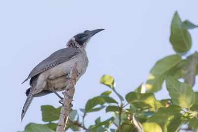 Silver-crowned Friarbird - Witkruinlederkop - Polochion couronné