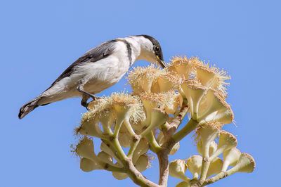 Banded Honeyeater - Zwartbandhoningeter - Myzomèle à collier