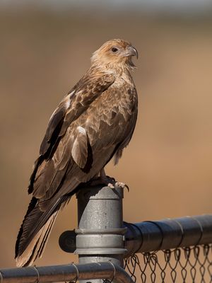 Whistling Kite - Wigstaartwouw - Milan siffleur