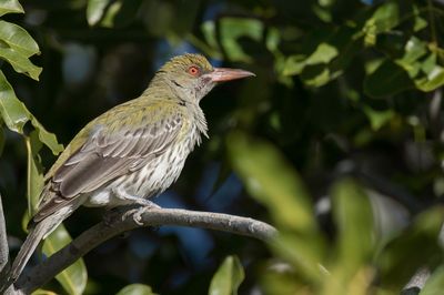 Olive-backed Oriole - Olijfrugwielewaal - Loriot sagittal