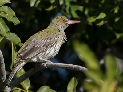 Olive-backed Oriole - Olijfrugwielewaal - Loriot sagittal