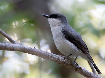 Mangrove Robin - Tapuitvliegenvanger - Mangrove Robin