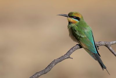 Rainbow Bee-eater - Regenboogbijeneter - Guêpier arc-en-ciel