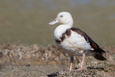 Raja Shelduck - Radjah-eend - Tadorne radjah