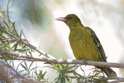 Green Oriole - Mangrovewielewaal - Loriot verdâtre