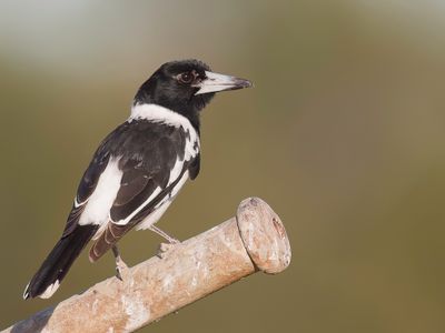 Pied Butcherbird - Zwartkeelorgelvogel - Cassican à gorge noire