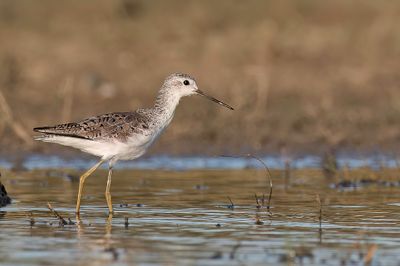 Marsh Sandpiper - Poelruiter - Chevalier stagnatile