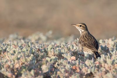 Australian Pipit - Australische Pieper - Pipit d'Australie