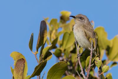 Brown Honeyeater - Parkhoningeter - Méliphage brunâtre