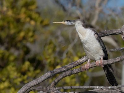 Australasian Darter - Australische Slangenhalsvogel - Anhinga d'Australie (f)