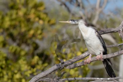 Australasian Darter - Australische Slangenhalsvogel - Anhinga d'Australie (f)