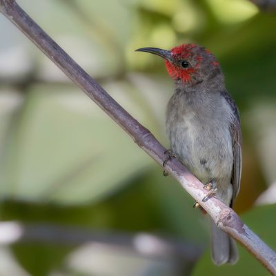Red-headed Myzomela - Roodkopdwerghoningeter - Myzomèle à tête rouge
