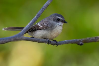Mangrove Fantail - Mangrovewaaierstaart - Rhipidure des mangroves