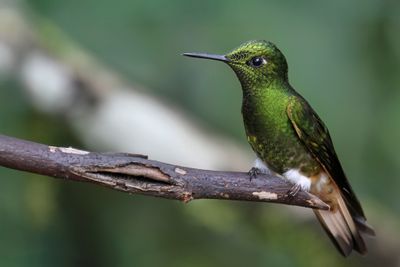 Buff-tailed Coronet - Bruinstaarthoornkolibrie - Colibri flavescent